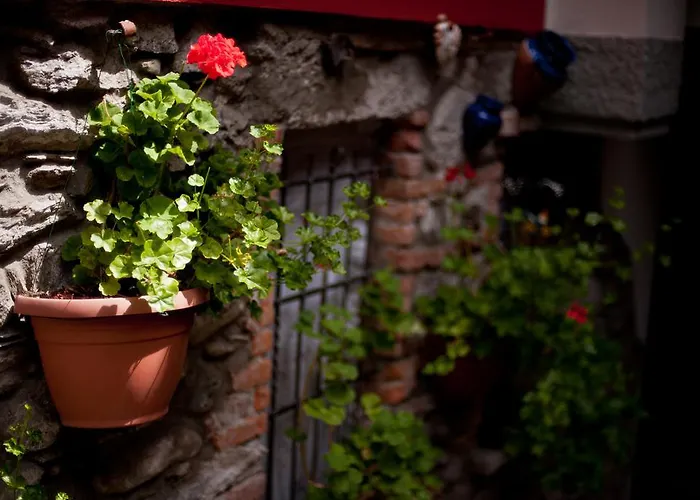 Il Pettirosso 3*
