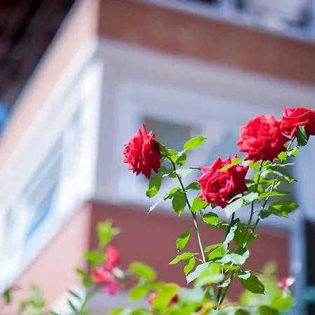 Il Pettirosso B&B Malonno