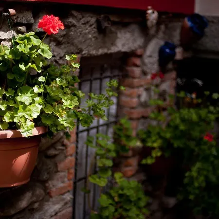 Il Pettirosso *